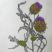 Cynara cardunculus
