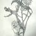 Cynara cardunculus