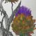 Cynara cardunculus
