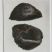 Juglans nigra