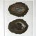 Juglans nigra