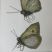 Lepidoptera