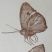 Lepidoptera