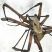 Kellerspinne