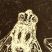 Muscae domestica
