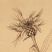 Flockenblume