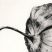 Physalis