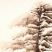Pinus Sylvestris