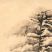 Pinus Sylvestris