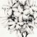 Rosaceae I