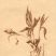 Helianthus Tuberosus