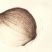 Allium cepa 