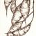 Lunaria