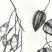 Lunaria mit Blasenesche