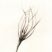 Waldkiefer (Sprling)