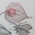 Physalis alkekengi