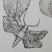 Physalis alkekengi II